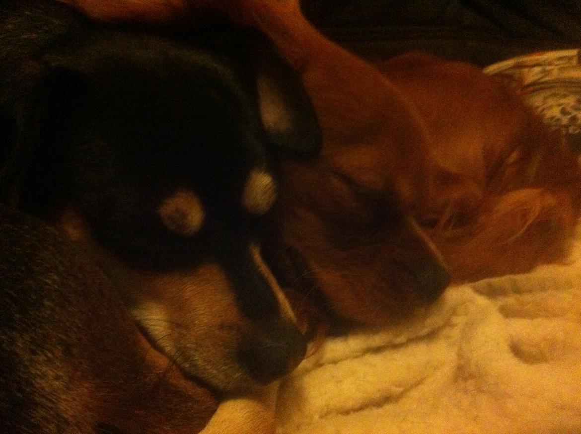 Cavalier king charles spaniel Bastian billede 4