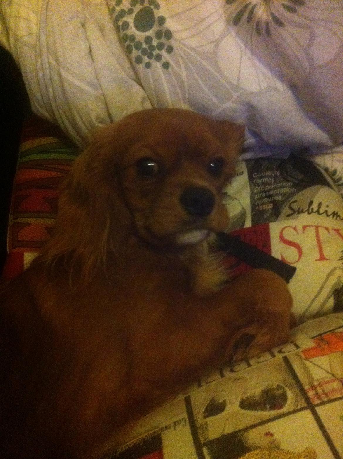 Cavalier king charles spaniel Bastian billede 5