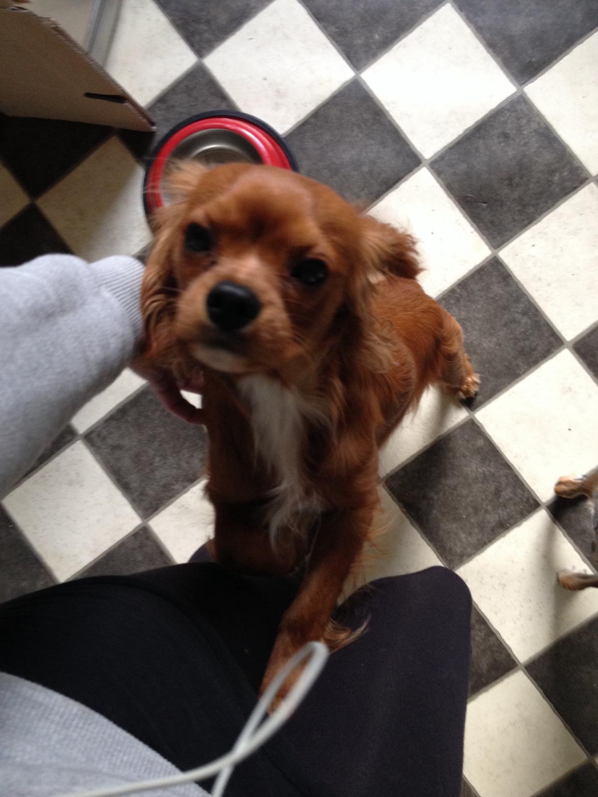 Cavalier king charles spaniel Bastian billede 6