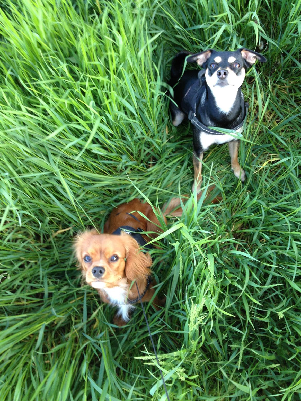 Cavalier king charles spaniel Bastian billede 7