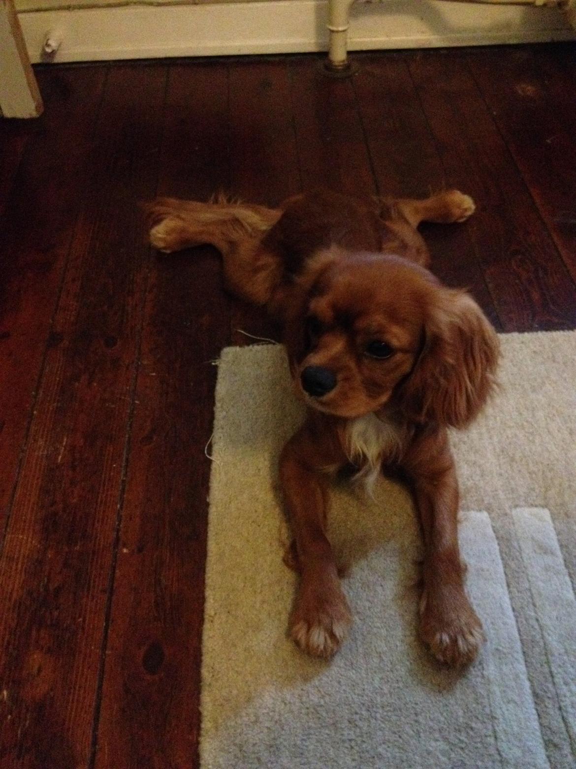 Cavalier king charles spaniel Bastian billede 8