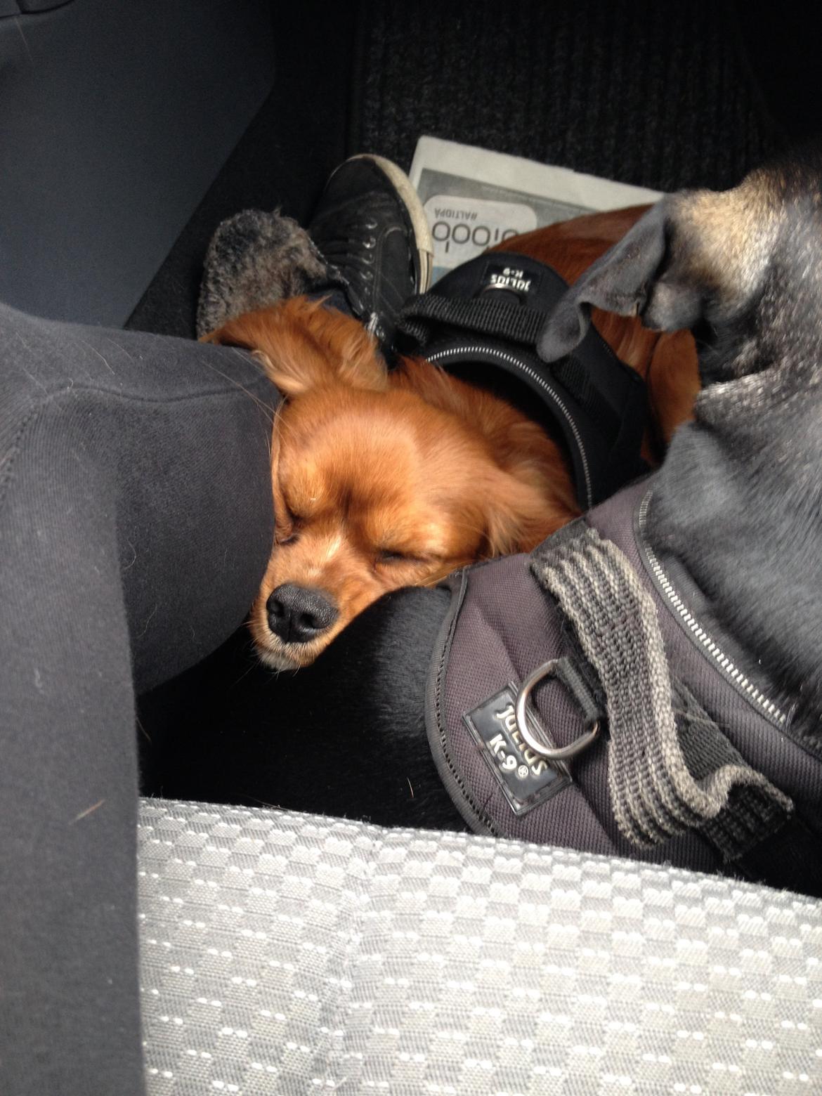 Cavalier king charles spaniel Bastian billede 9