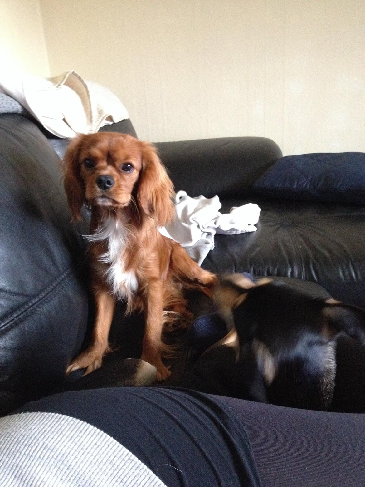 Cavalier king charles spaniel Bastian billede 10