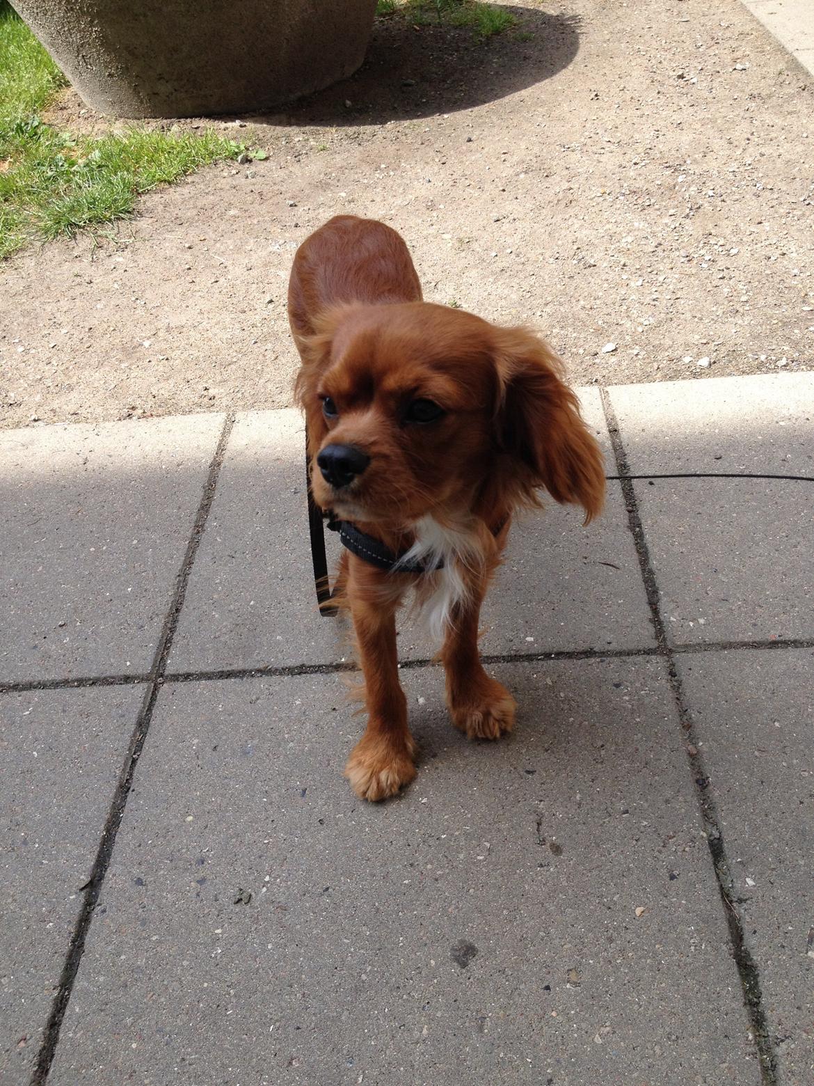 Cavalier king charles spaniel Bastian billede 11