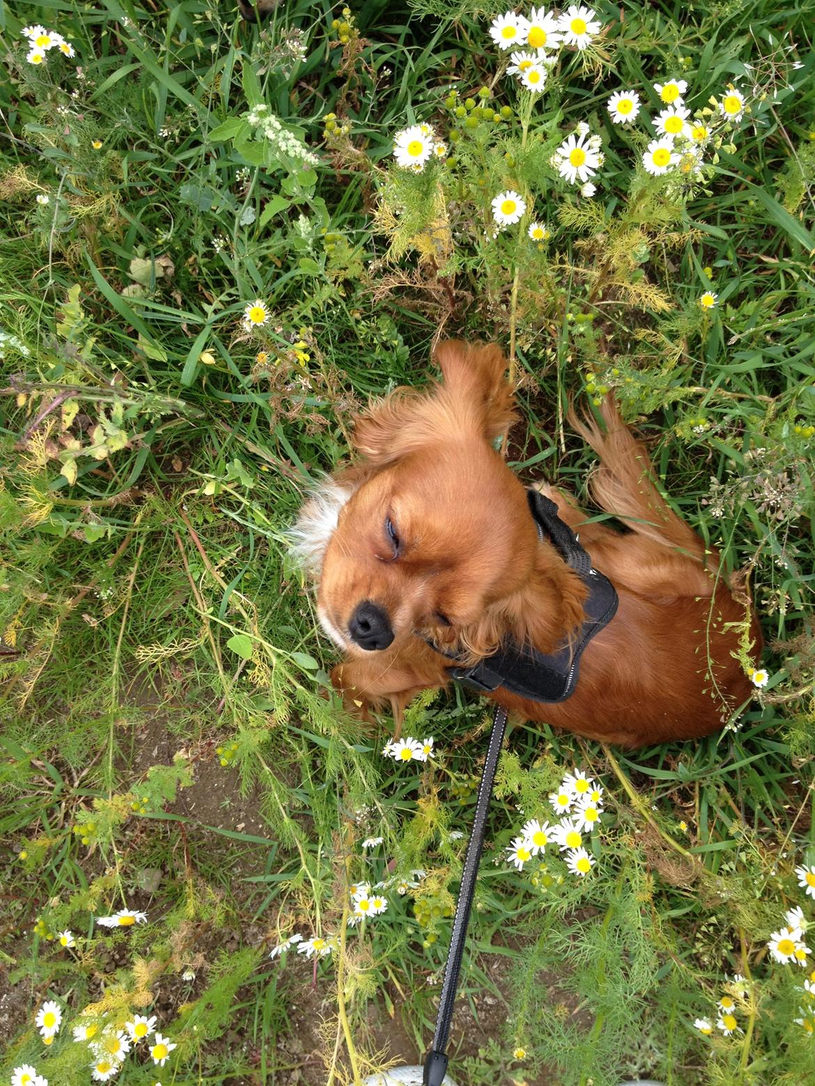 Cavalier king charles spaniel Bastian billede 12