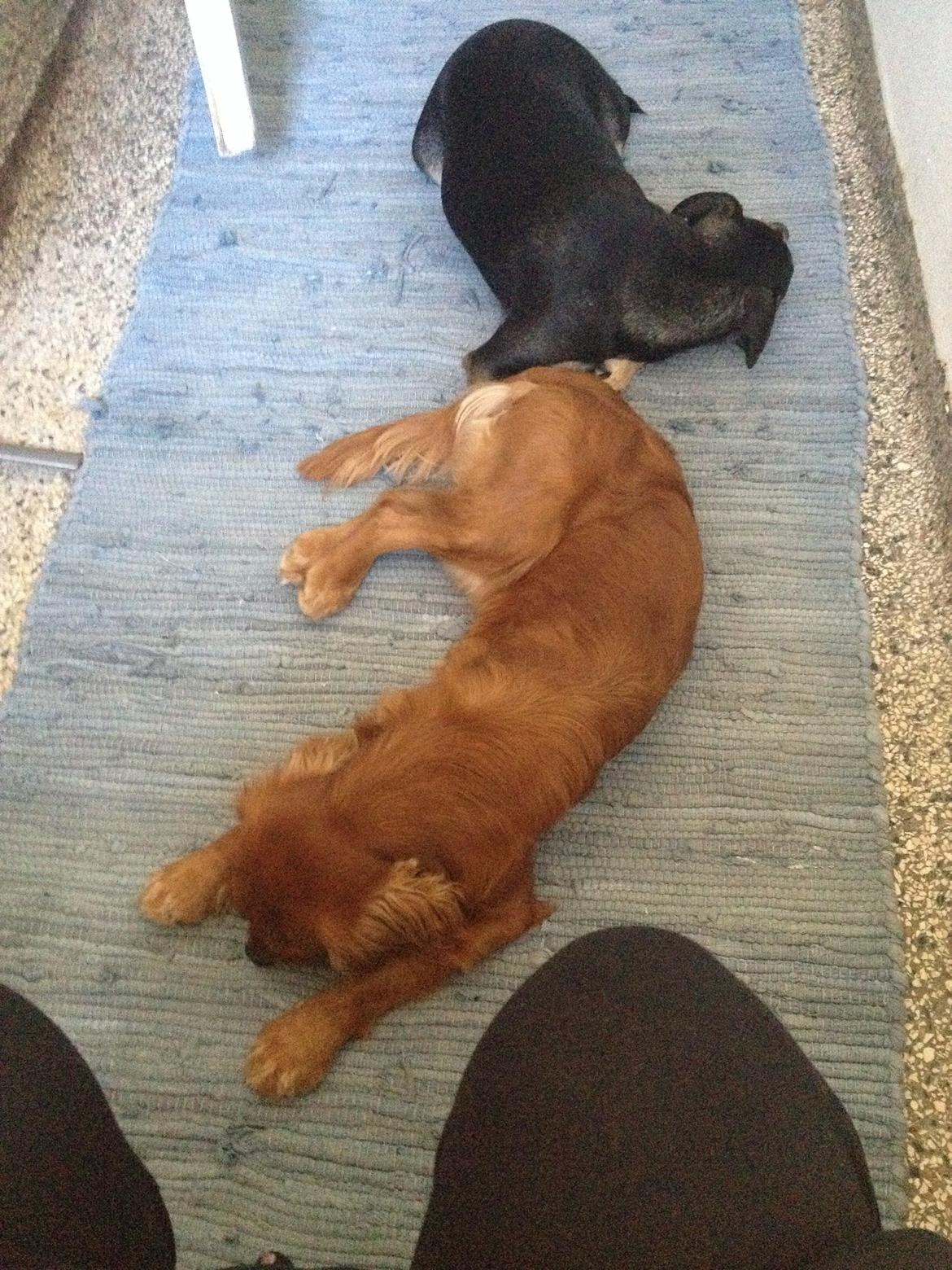 Cavalier king charles spaniel Bastian billede 13