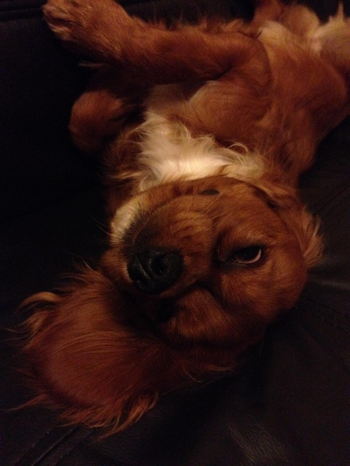 Cavalier king charles spaniel Bastian billede 14