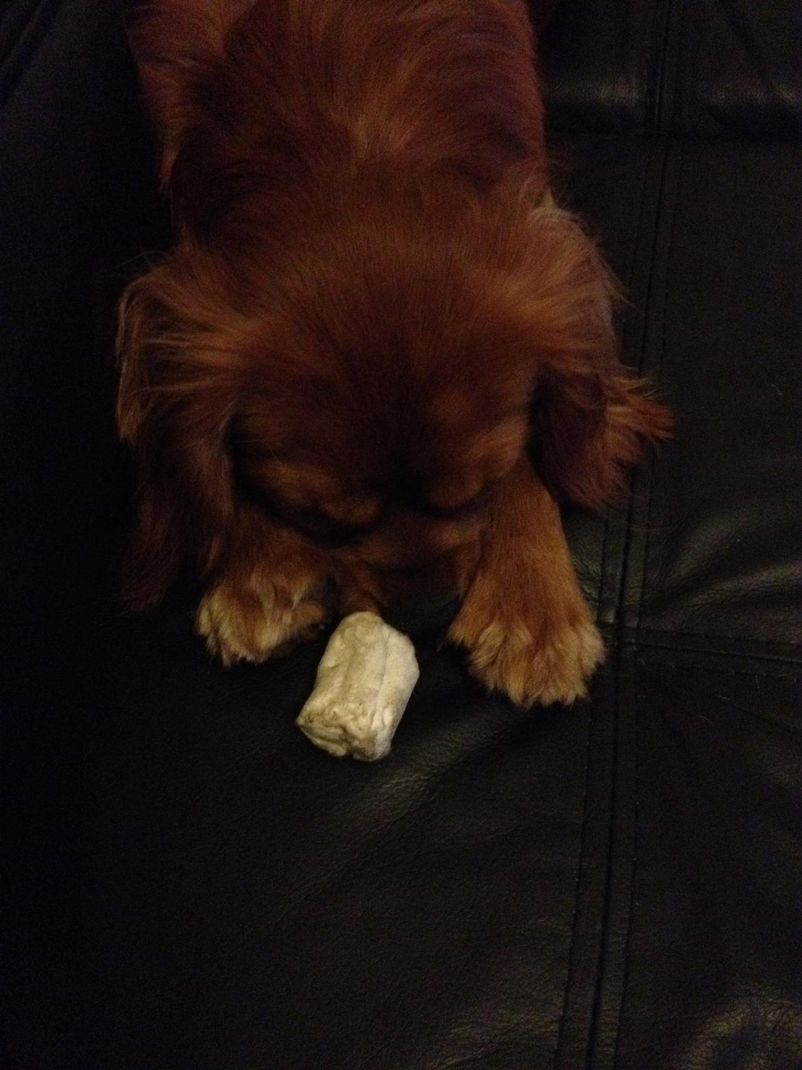 Cavalier king charles spaniel Bastian billede 15
