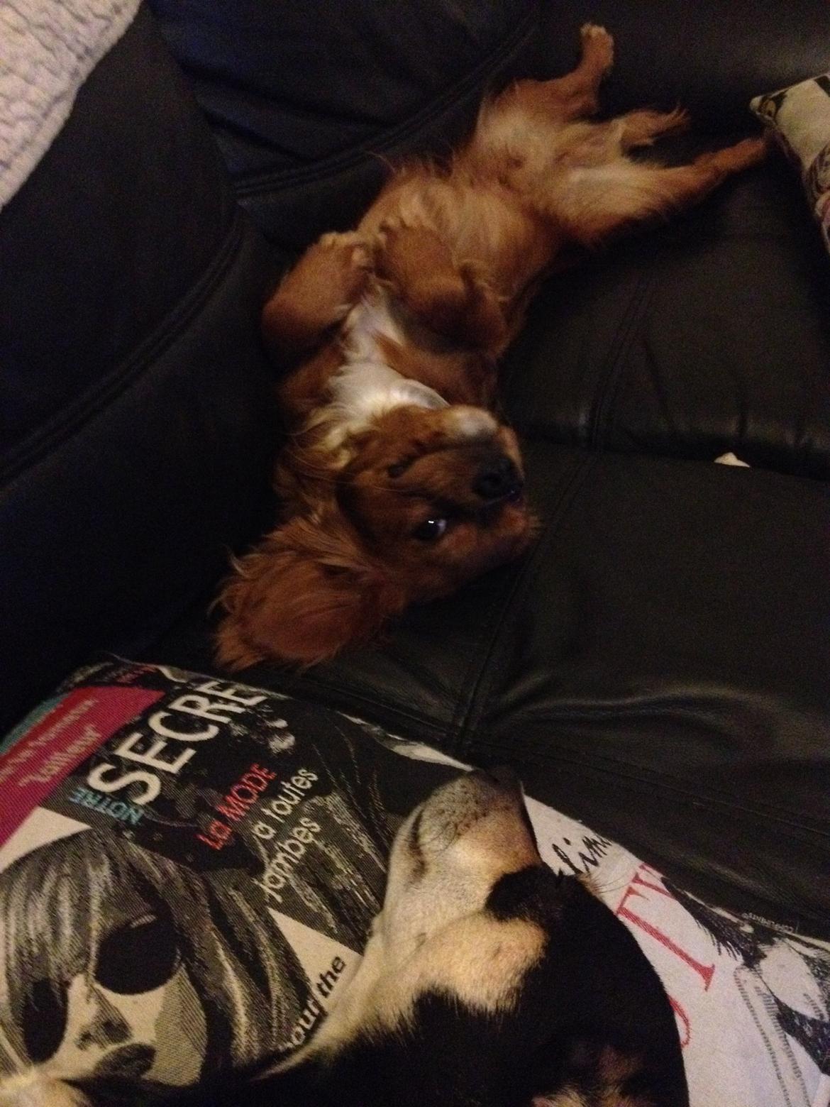 Cavalier king charles spaniel Bastian billede 16