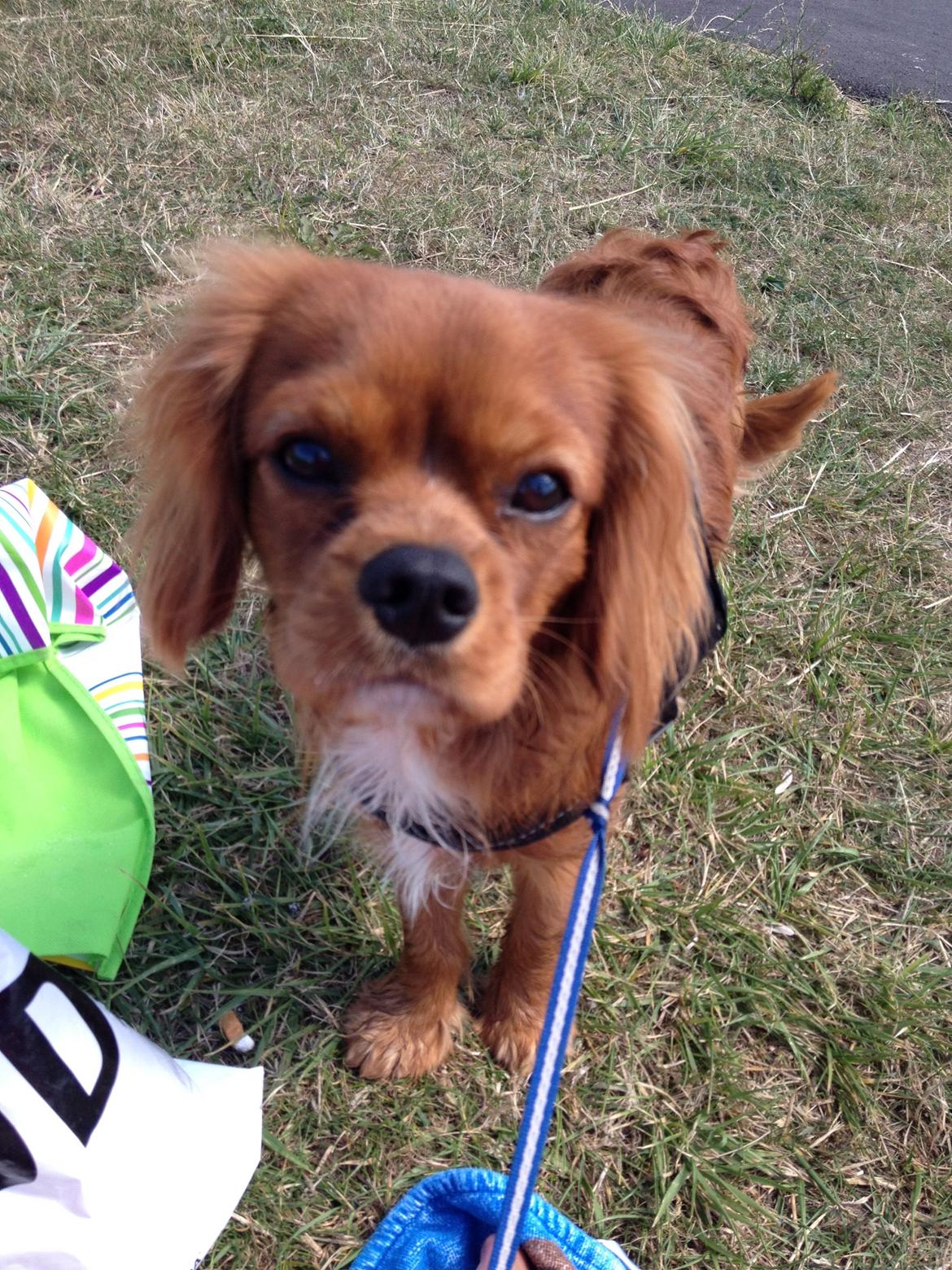 Cavalier king charles spaniel Bastian billede 17