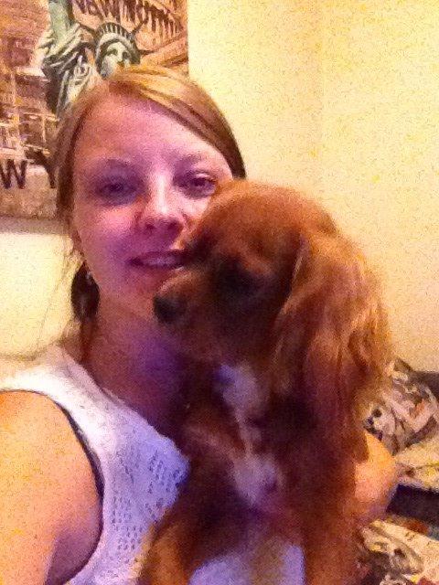 Cavalier king charles spaniel Bastian billede 18