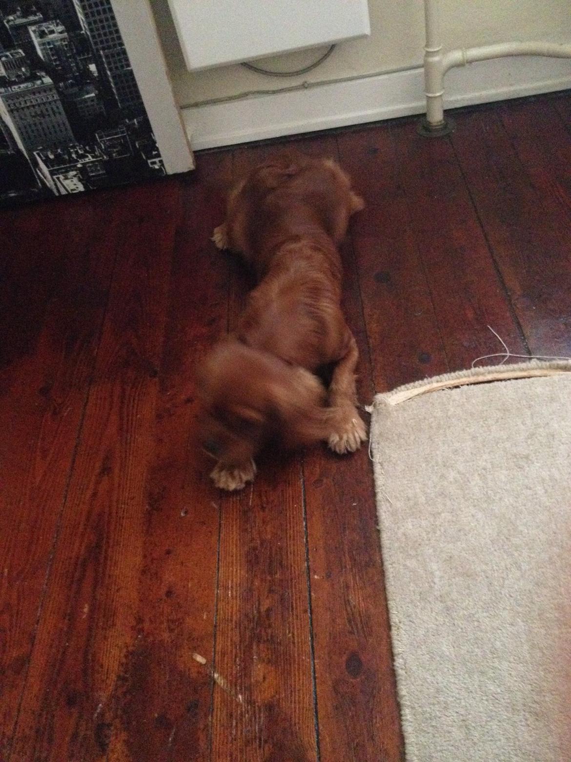 Cavalier king charles spaniel Bastian billede 19