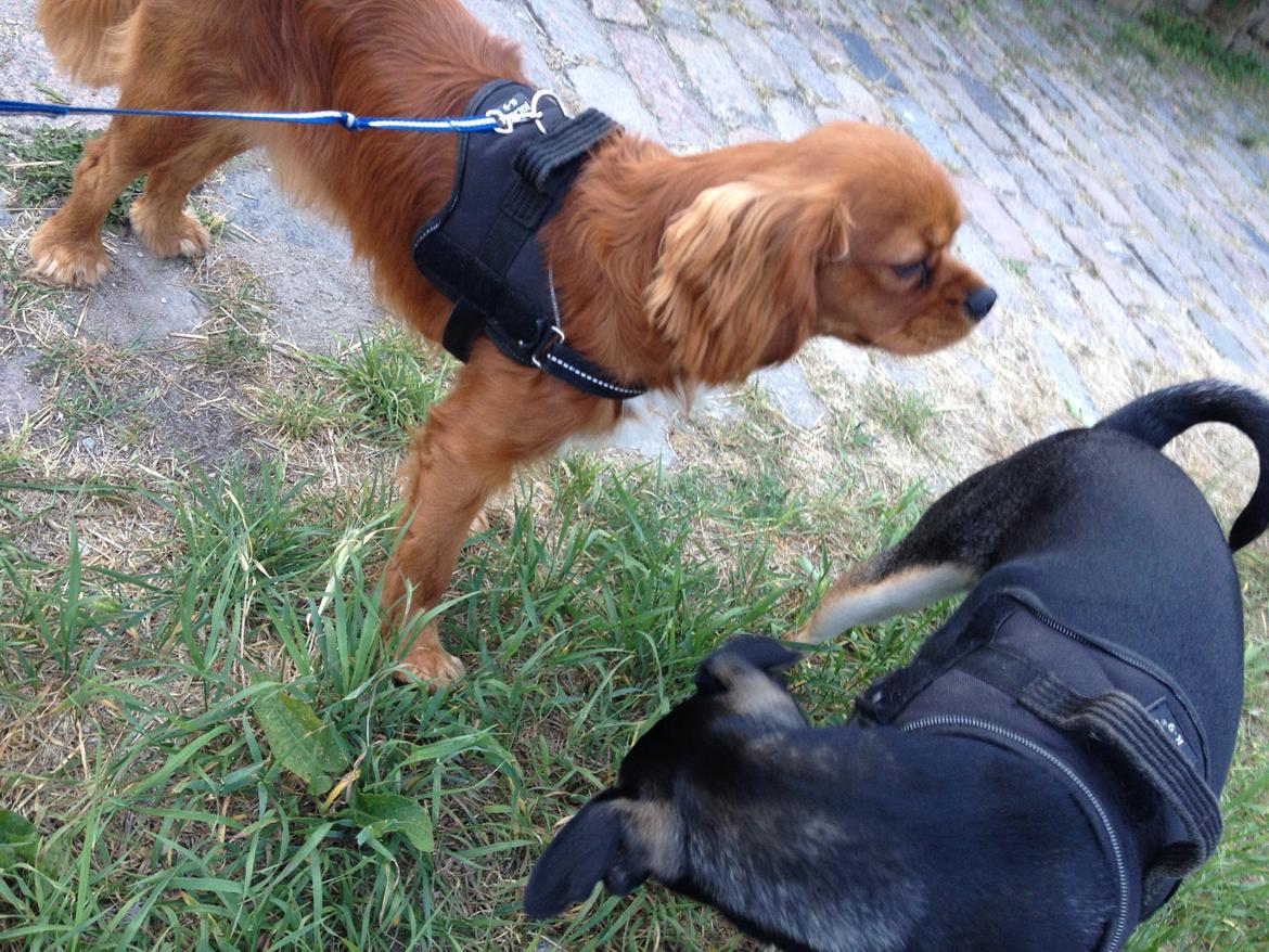 Cavalier king charles spaniel Bastian billede 20