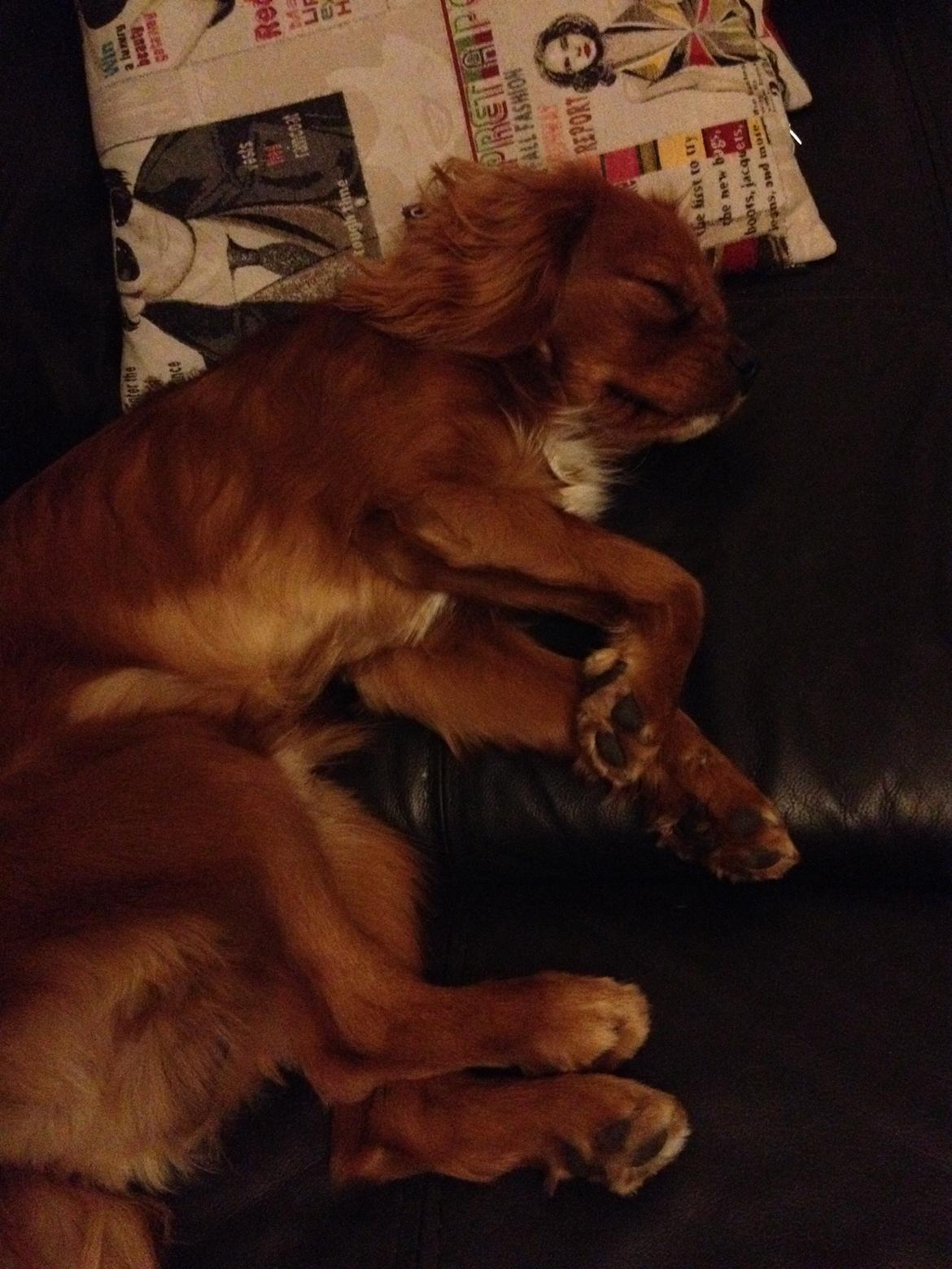 Cavalier king charles spaniel Bastian billede 23