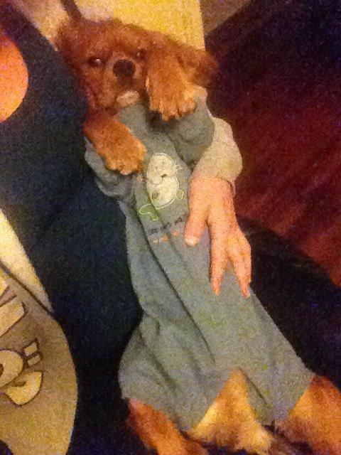 Cavalier king charles spaniel Bastian billede 22