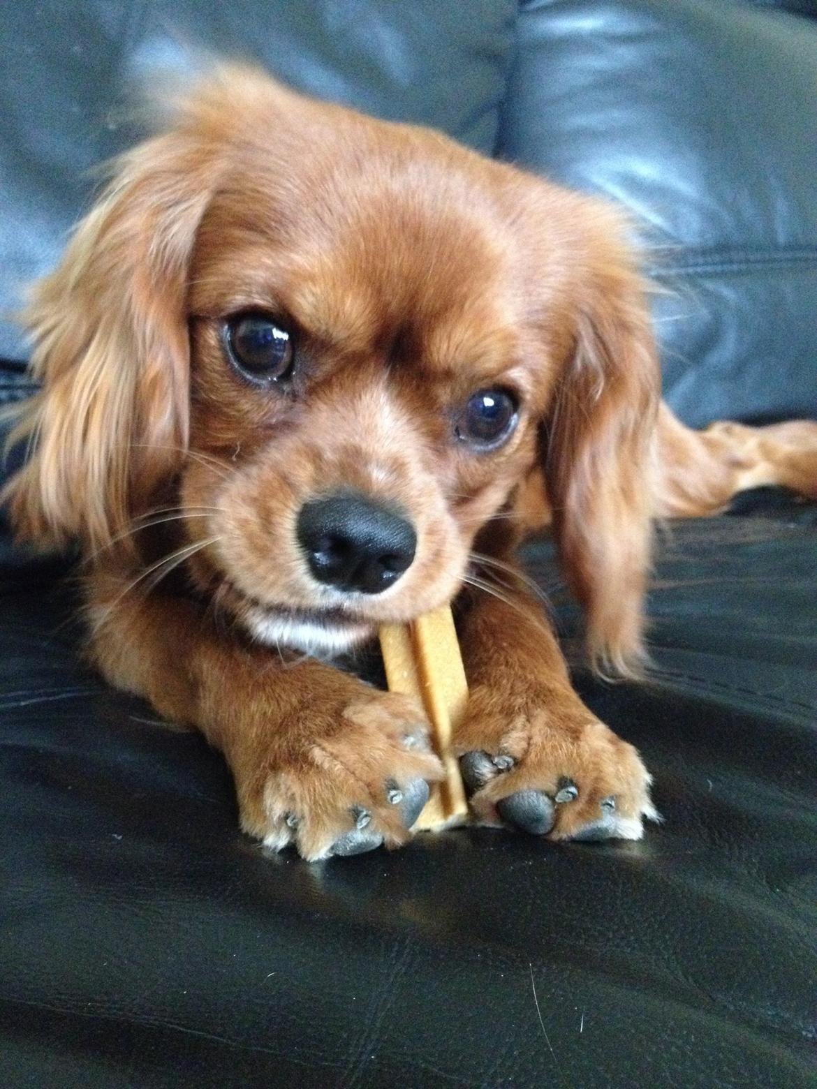 Cavalier king charles spaniel Bastian billede 24