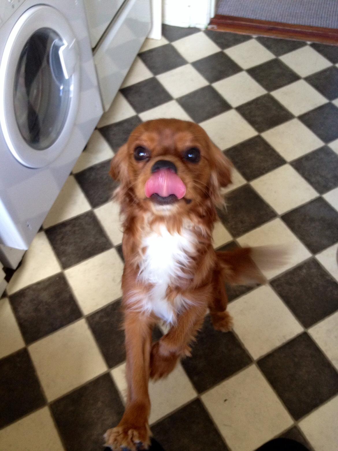 Cavalier king charles spaniel Bastian billede 25