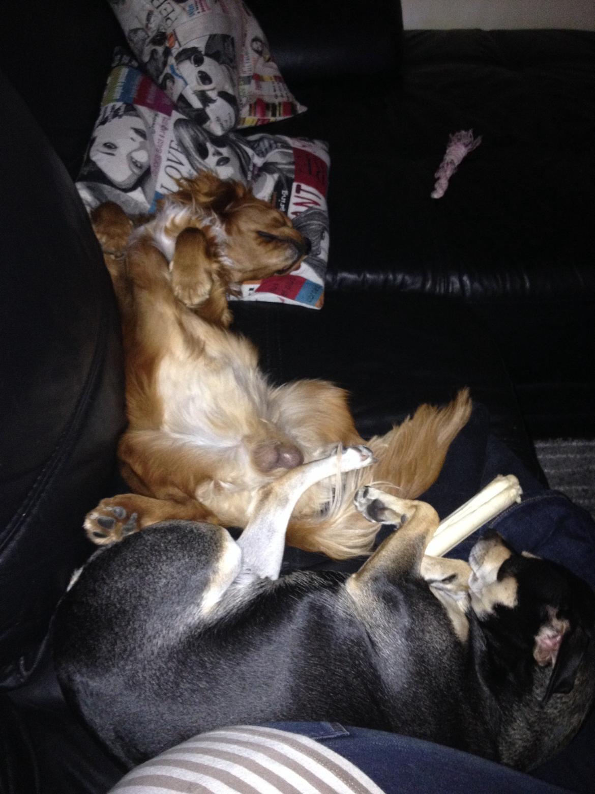 Cavalier king charles spaniel Bastian billede 26