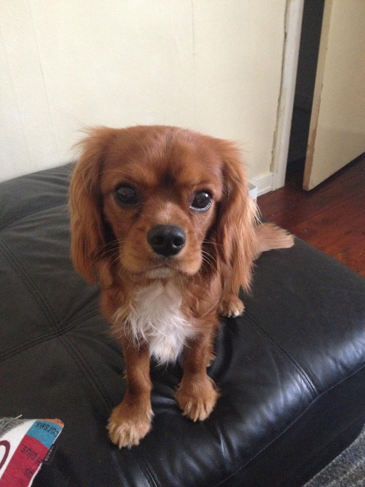 Cavalier king charles spaniel Bastian billede 27