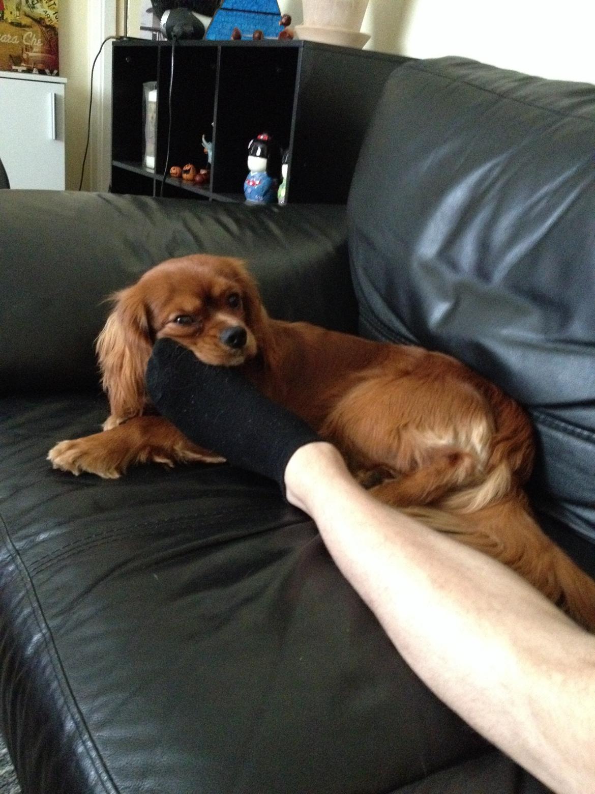 Cavalier king charles spaniel Bastian billede 28