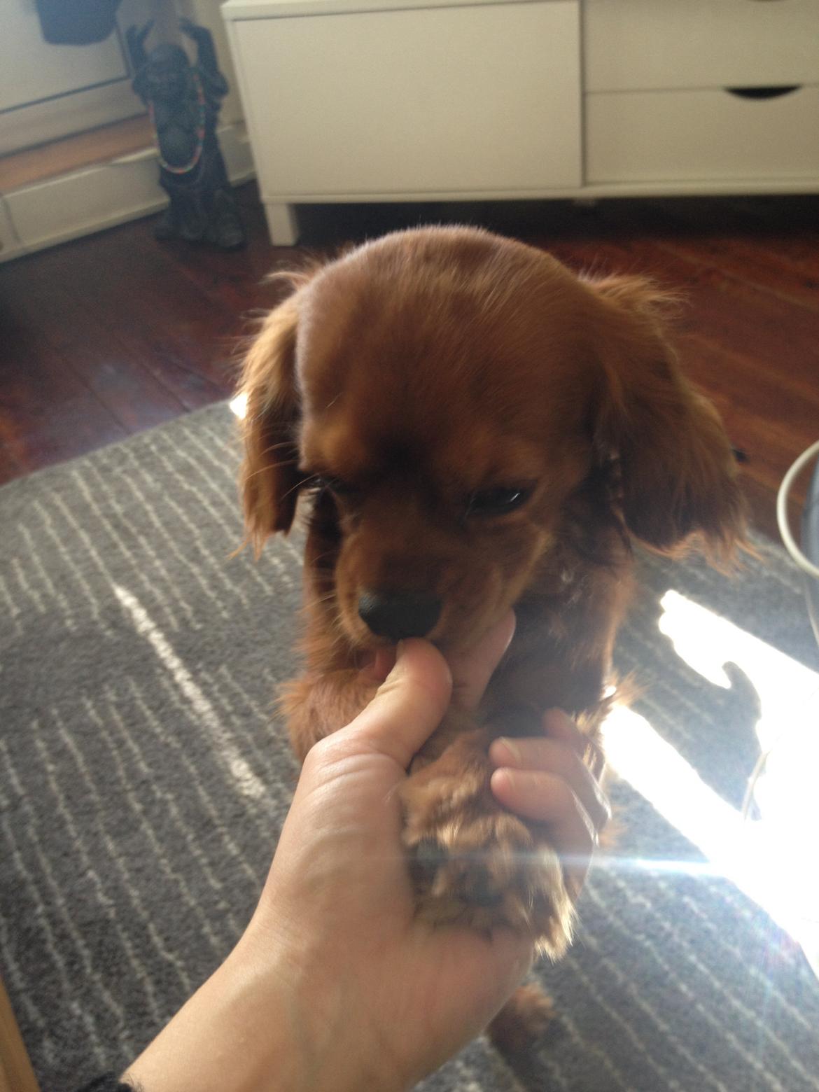 Cavalier king charles spaniel Bastian billede 29