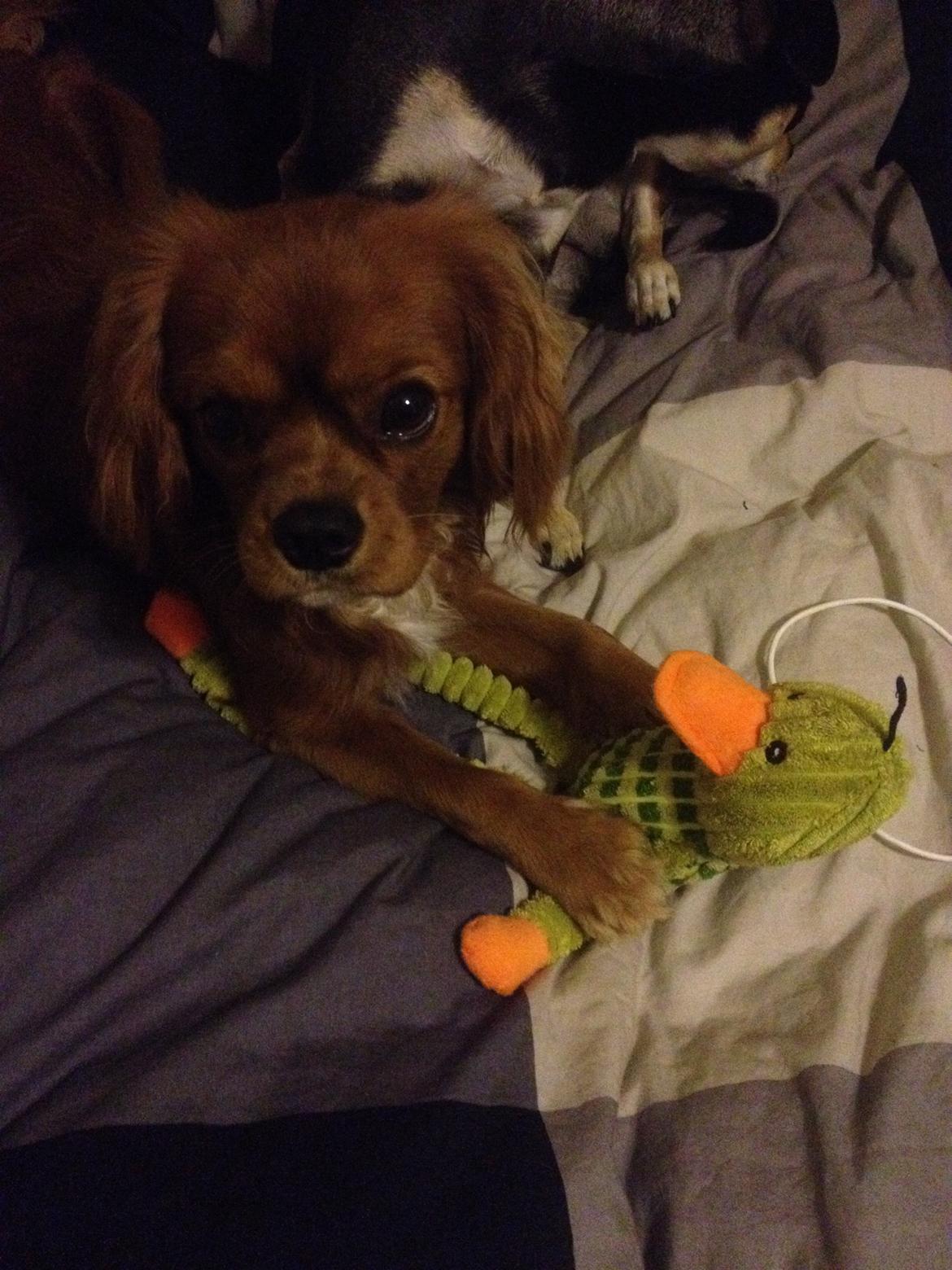 Cavalier king charles spaniel Bastian billede 30