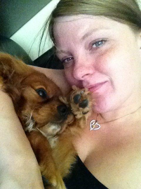 Cavalier king charles spaniel Bastian billede 31