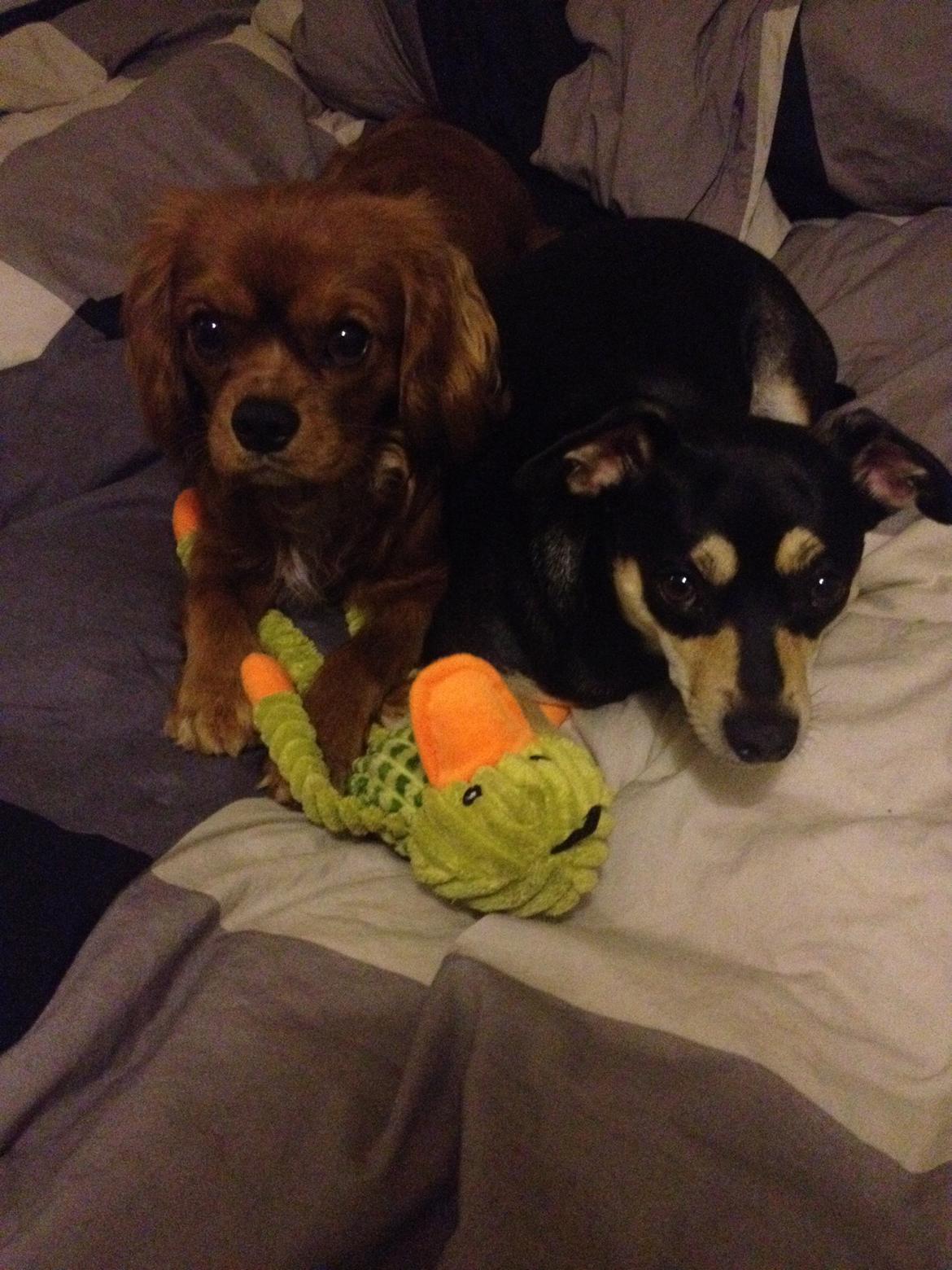 Cavalier king charles spaniel Bastian billede 32