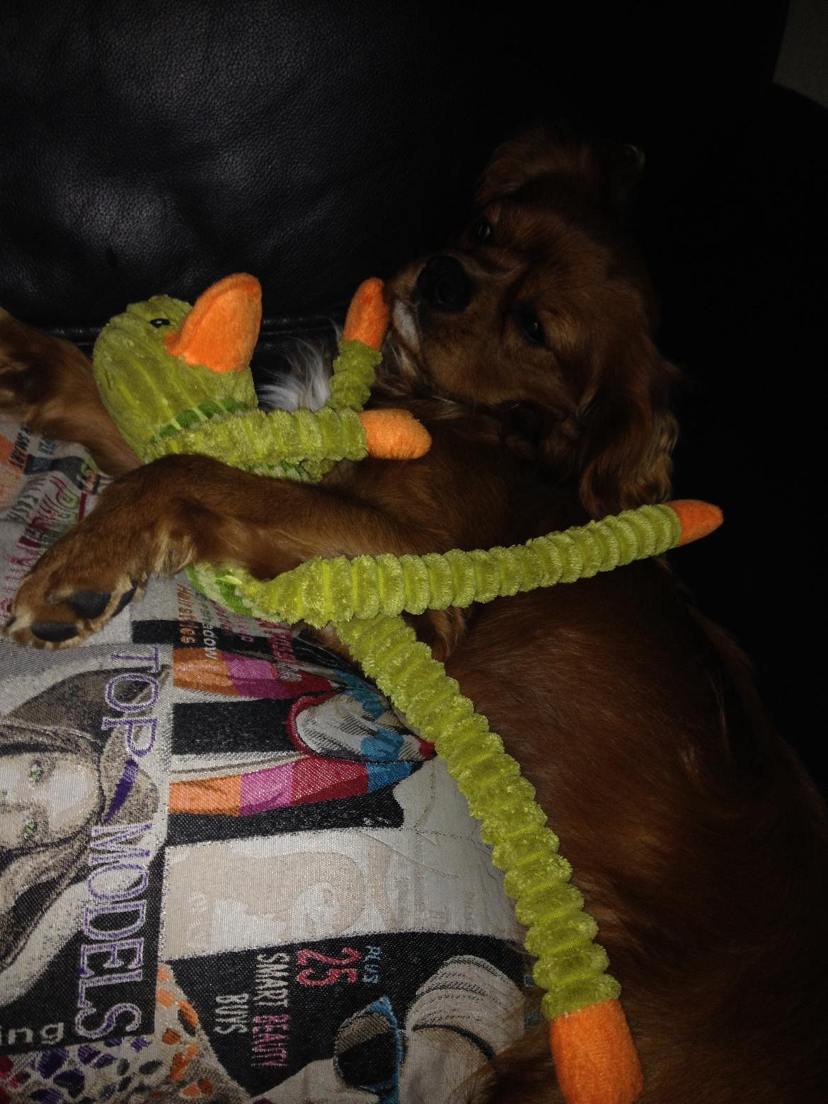 Cavalier king charles spaniel Bastian billede 33