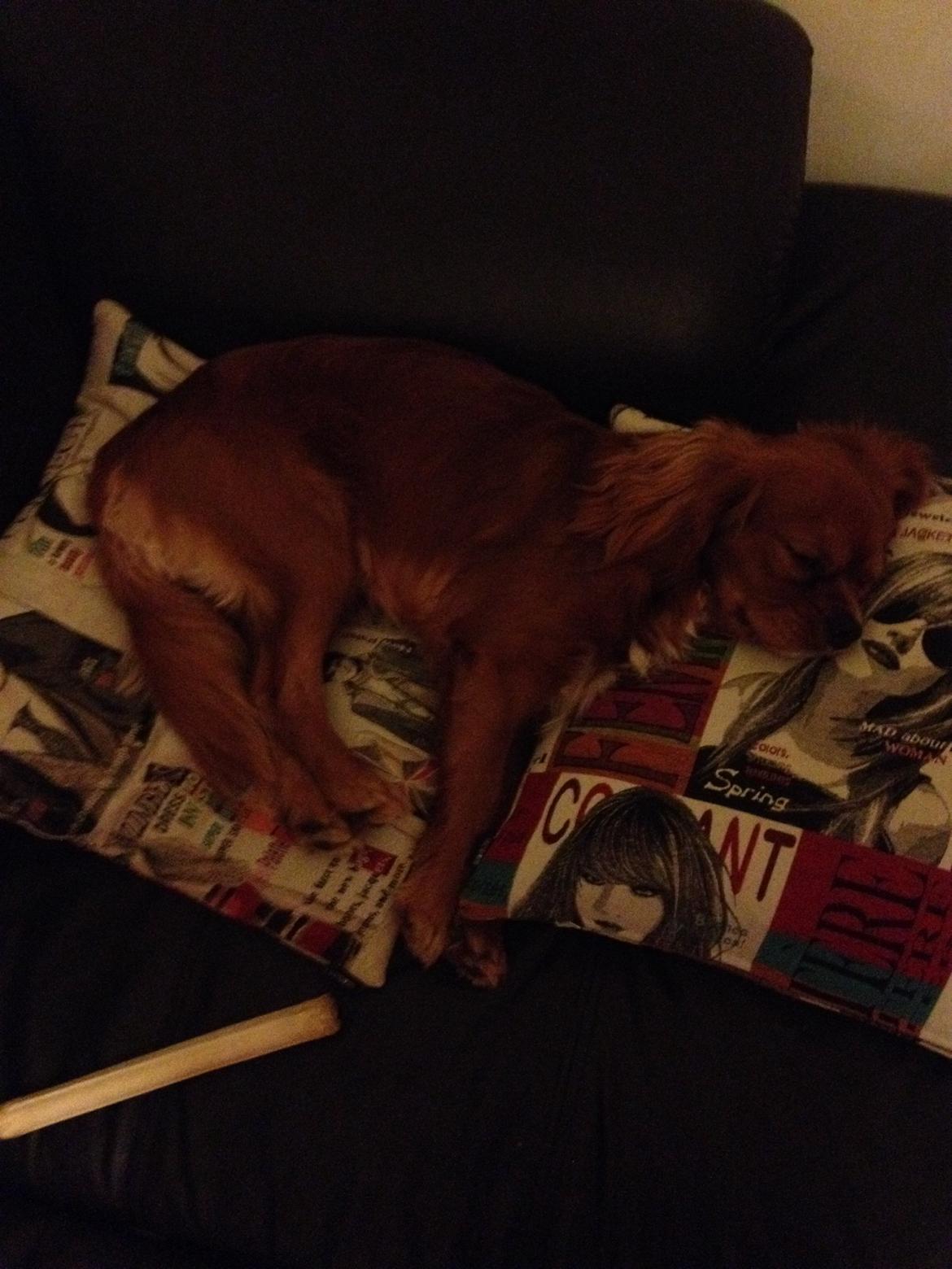 Cavalier king charles spaniel Bastian billede 34