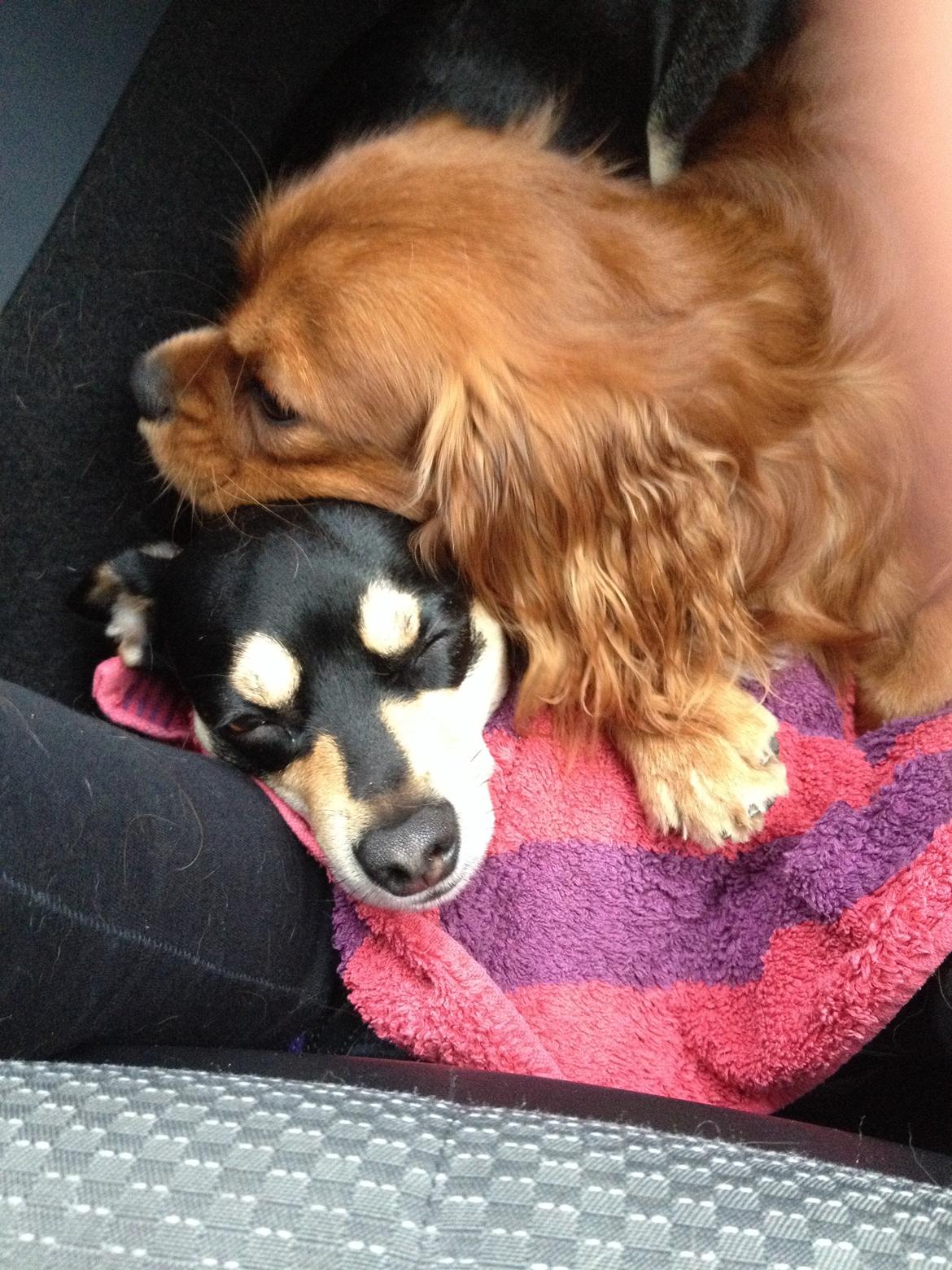 Cavalier king charles spaniel Bastian billede 35