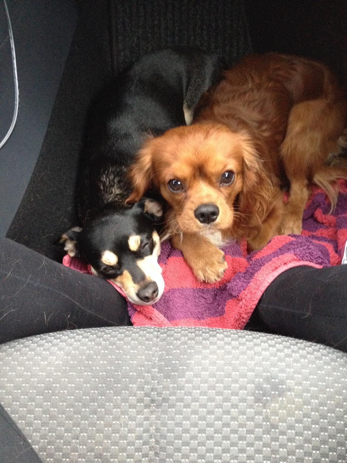 Cavalier king charles spaniel Bastian billede 36