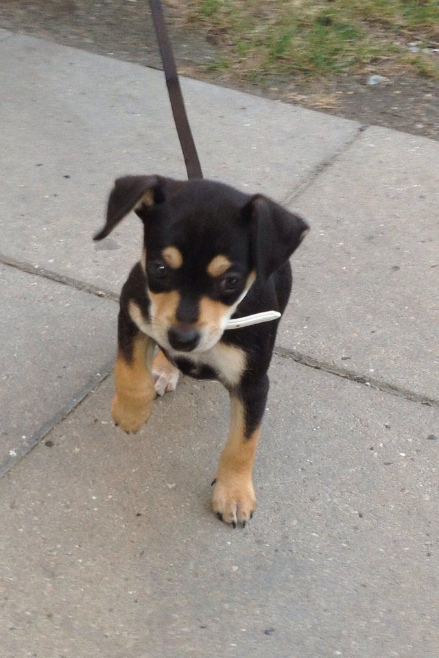 Dvaergpinscher Sara billede 6