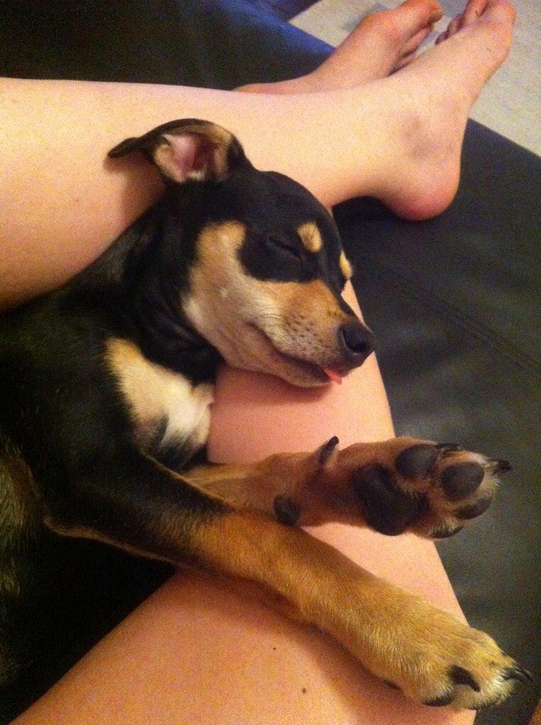 Dvaergpinscher Sara billede 7