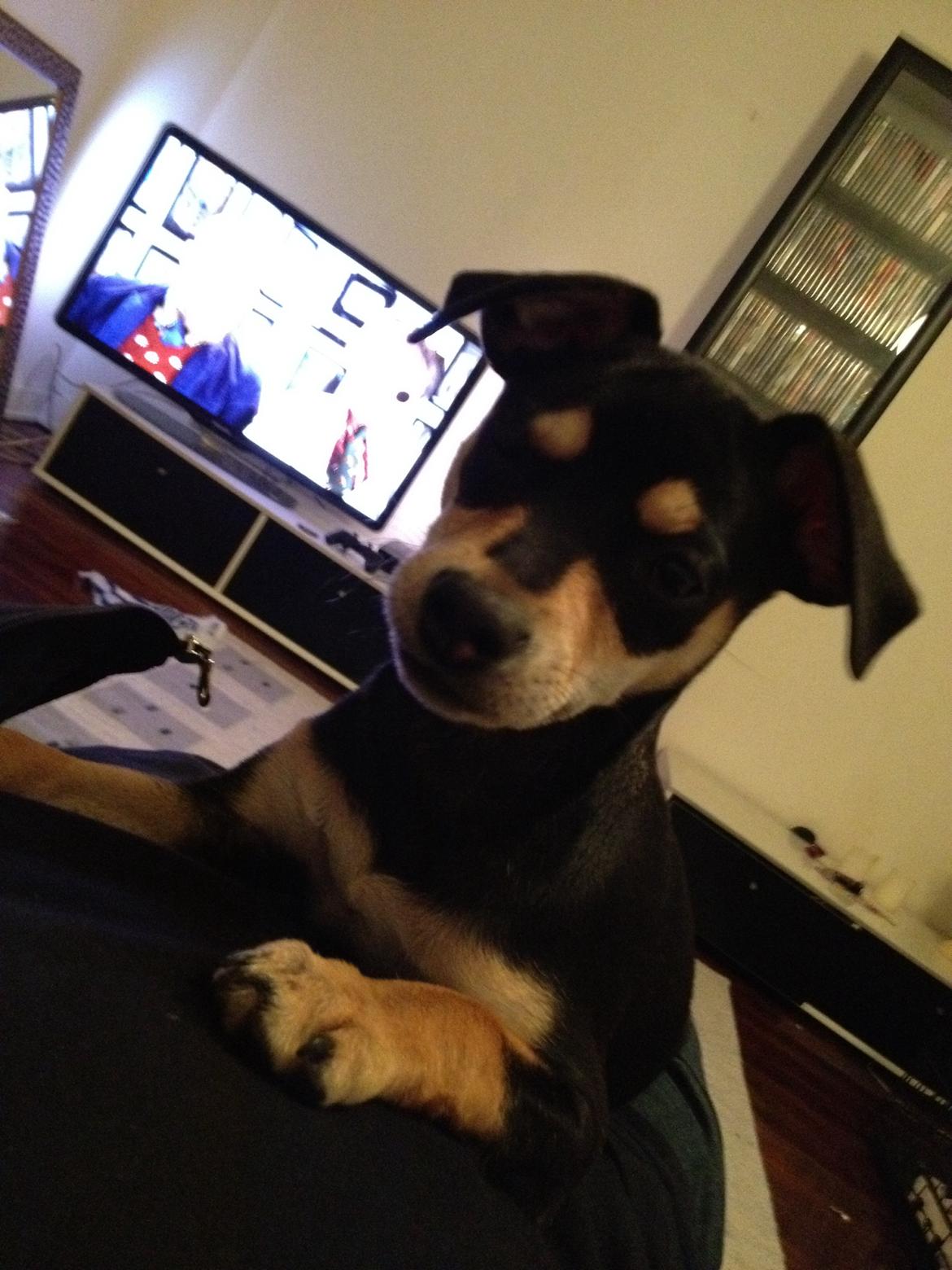 Dvaergpinscher Sara billede 8