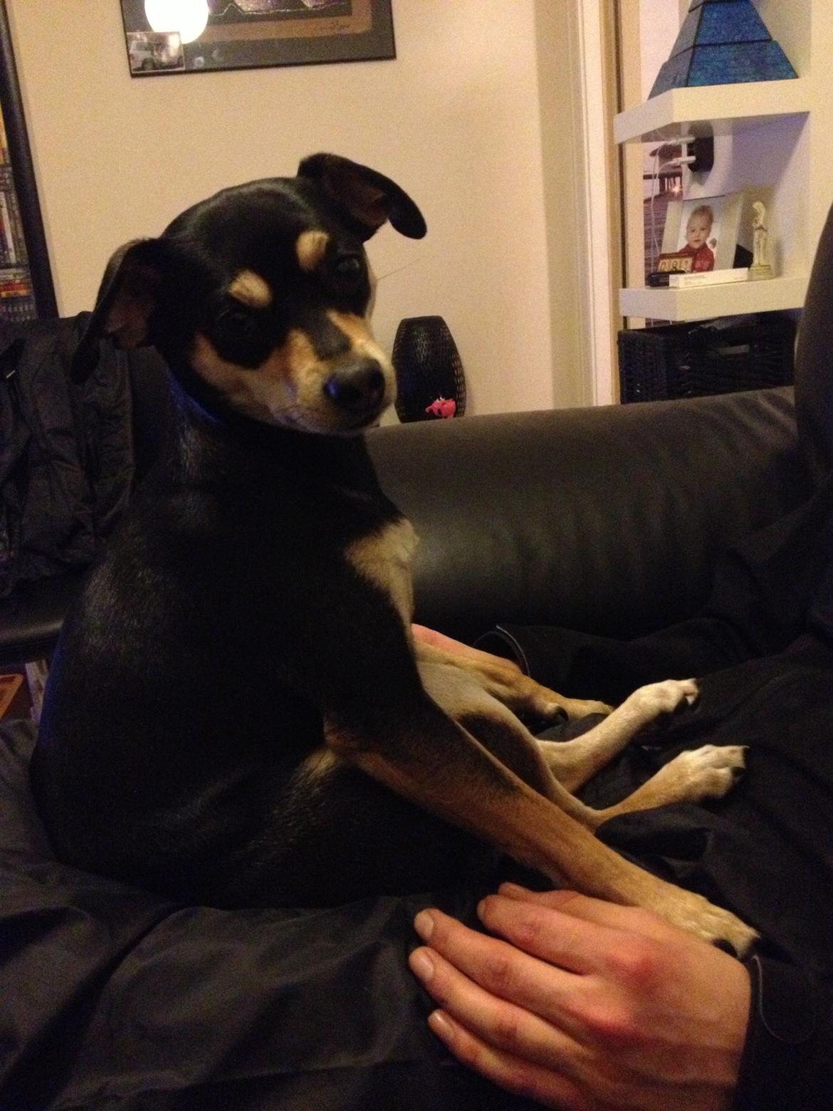 Dvaergpinscher Sara billede 9