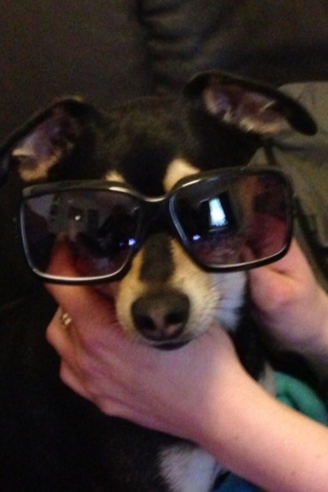 Dvaergpinscher Sara billede 10