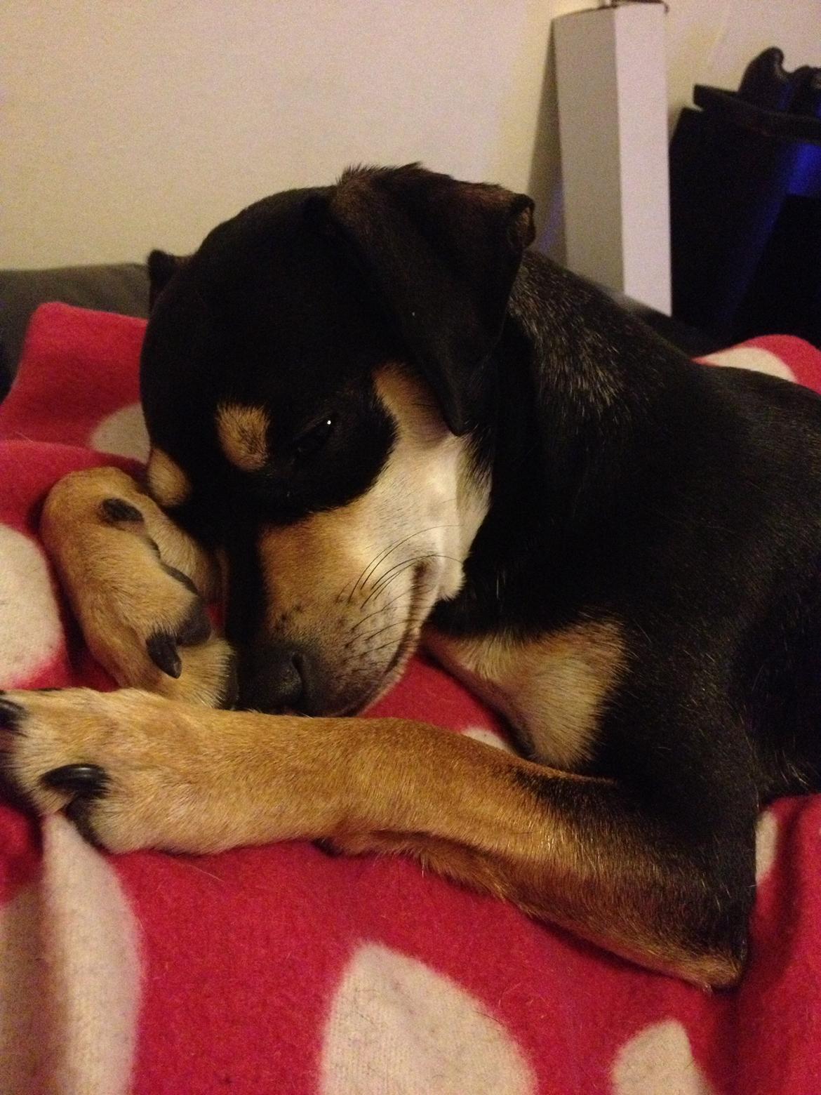 Dvaergpinscher Sara billede 11