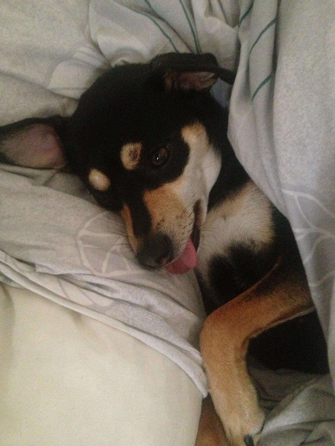 Dvaergpinscher Sara billede 12