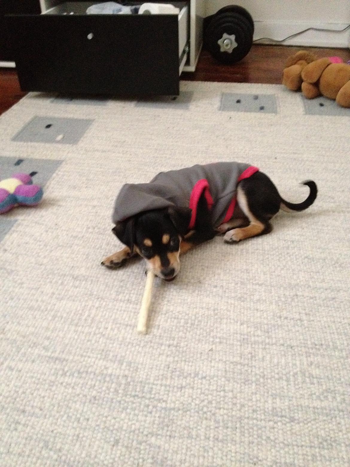 Dvaergpinscher Sara billede 14