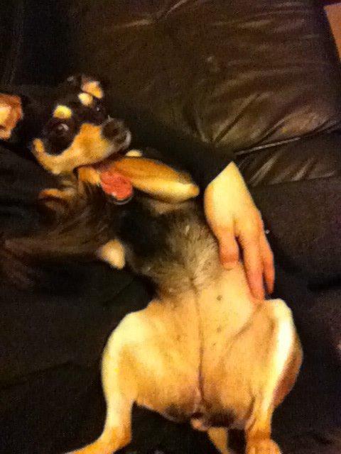 Dvaergpinscher Sara billede 15