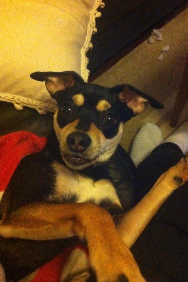 Dvaergpinscher Sara billede 16