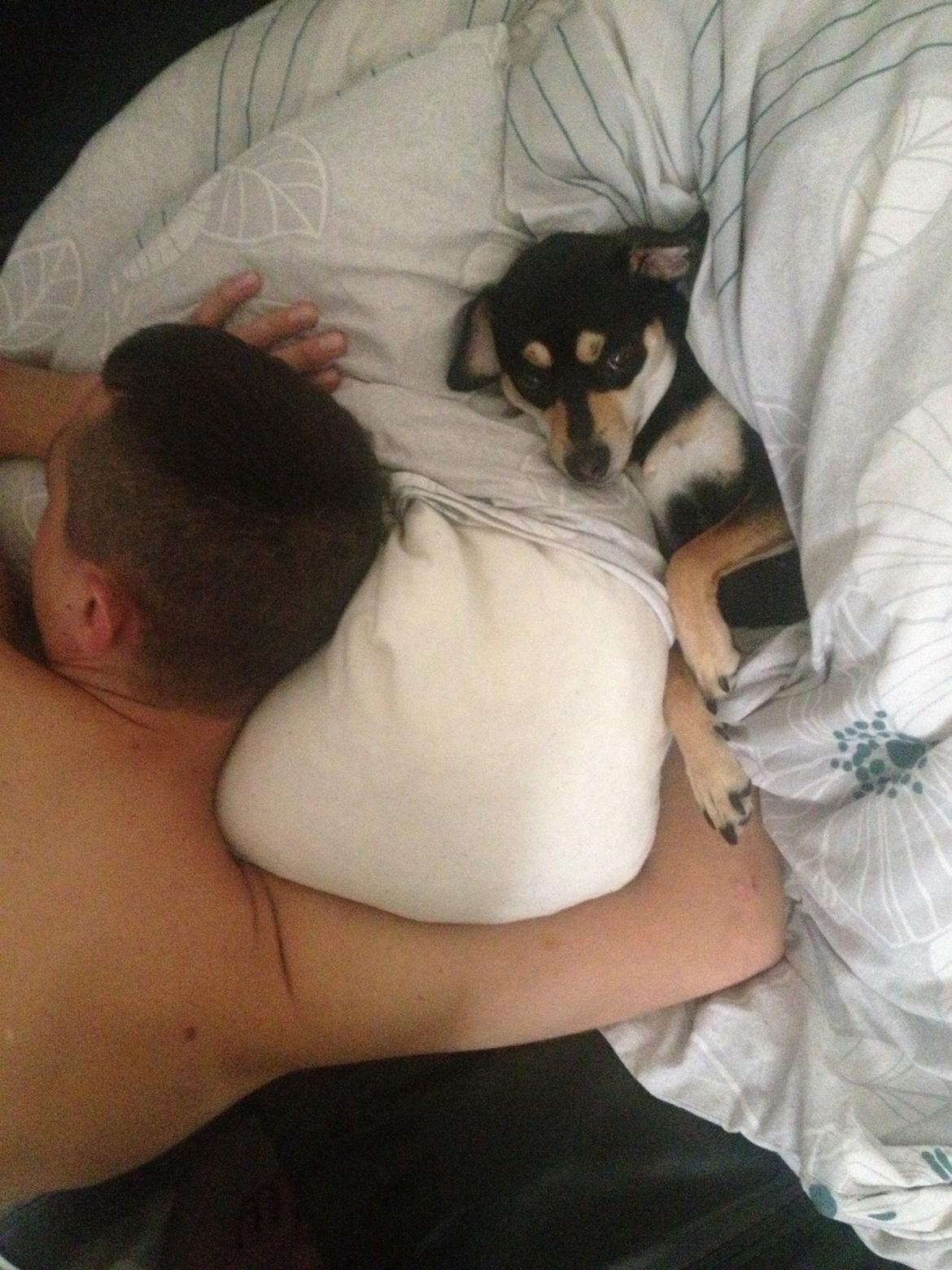 Dvaergpinscher Sara billede 17