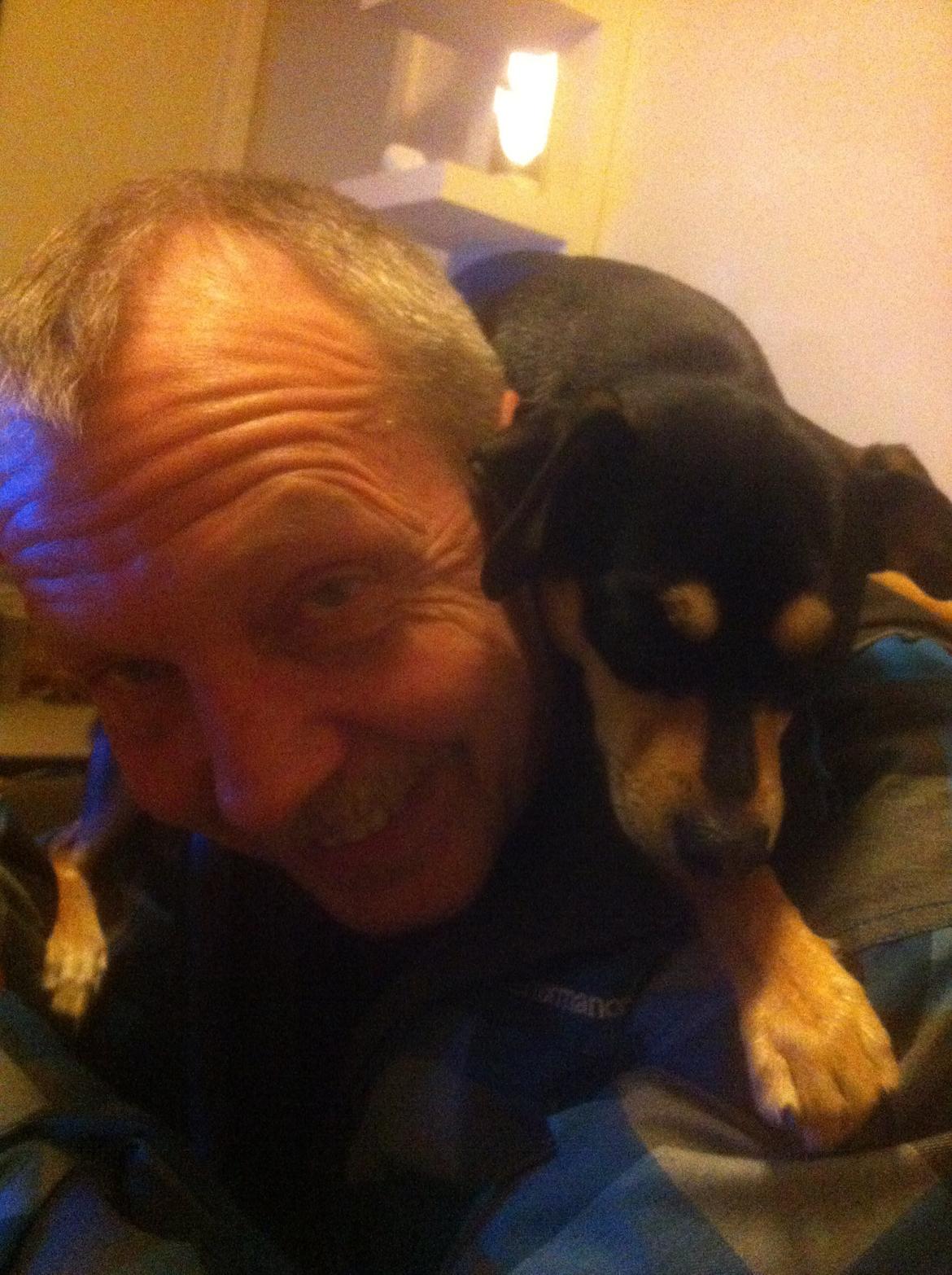 Dvaergpinscher Sara billede 18