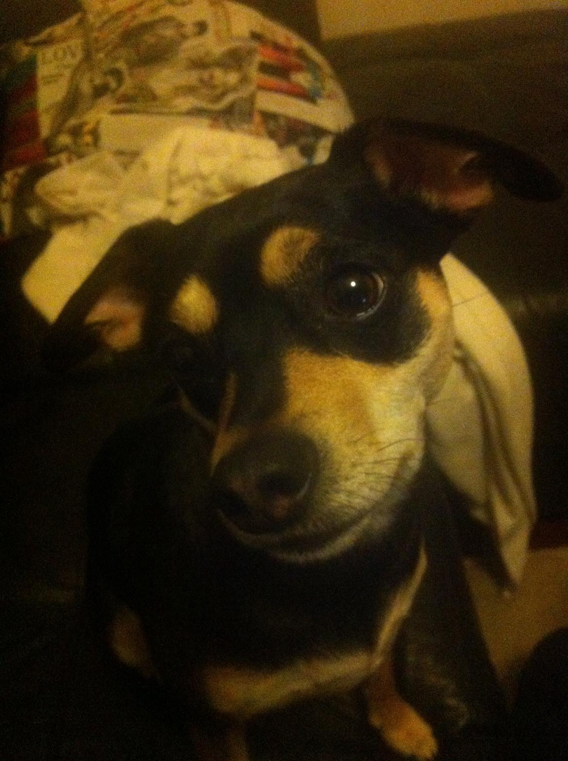 Dvaergpinscher Sara billede 19