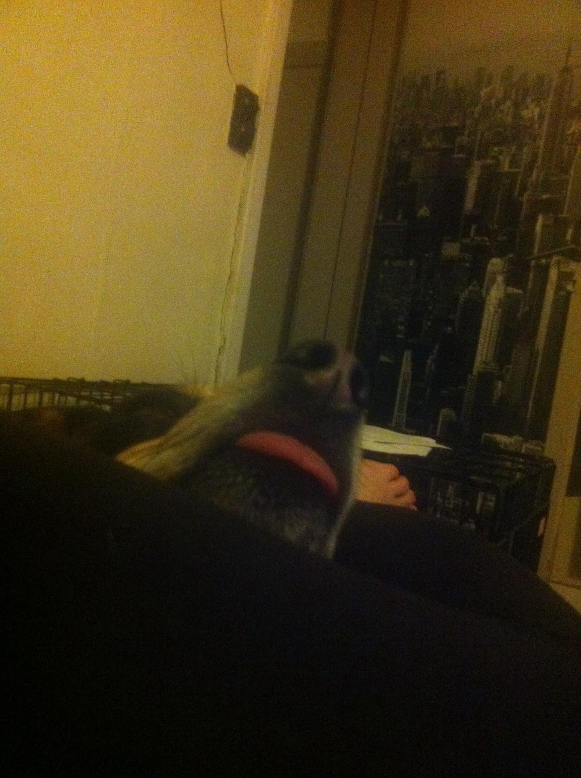 Dvaergpinscher Sara billede 20