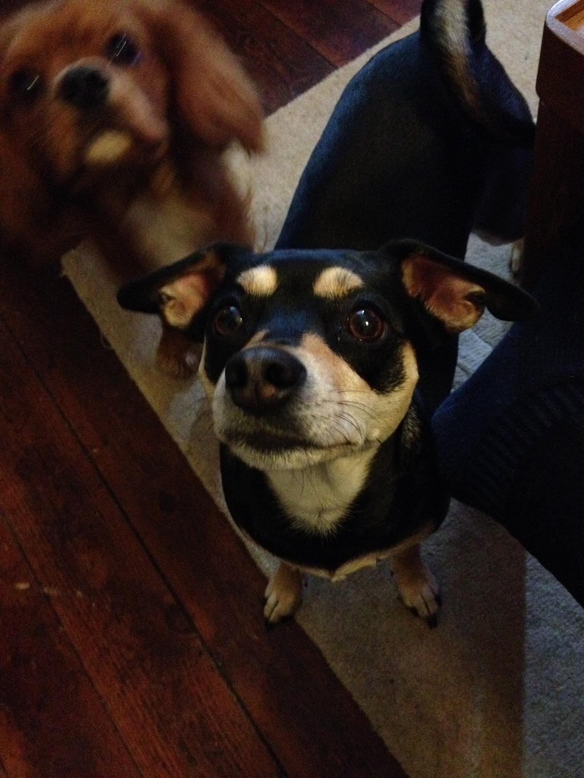 Dvaergpinscher Sara billede 23