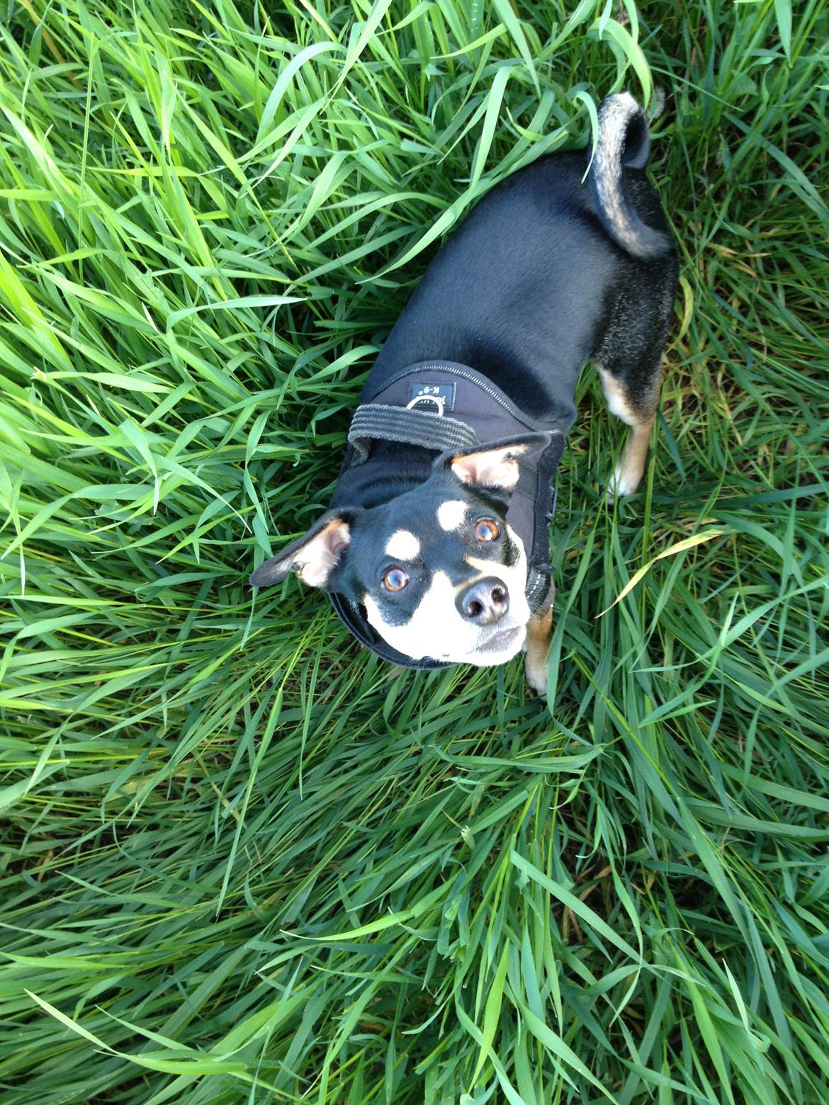 Dvaergpinscher Sara billede 24