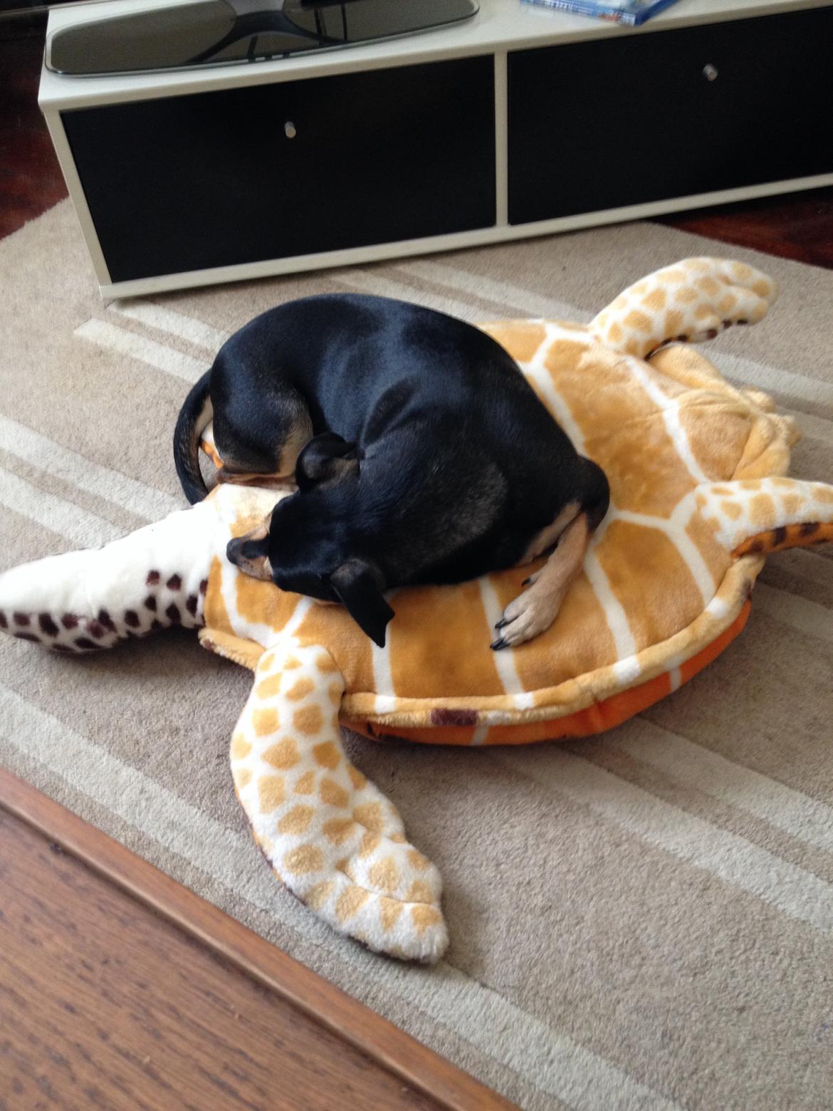 Dvaergpinscher Sara billede 25