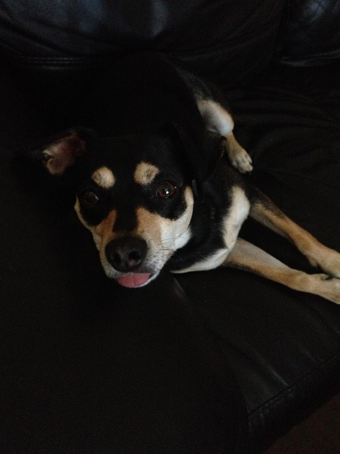 Dvaergpinscher Sara billede 26